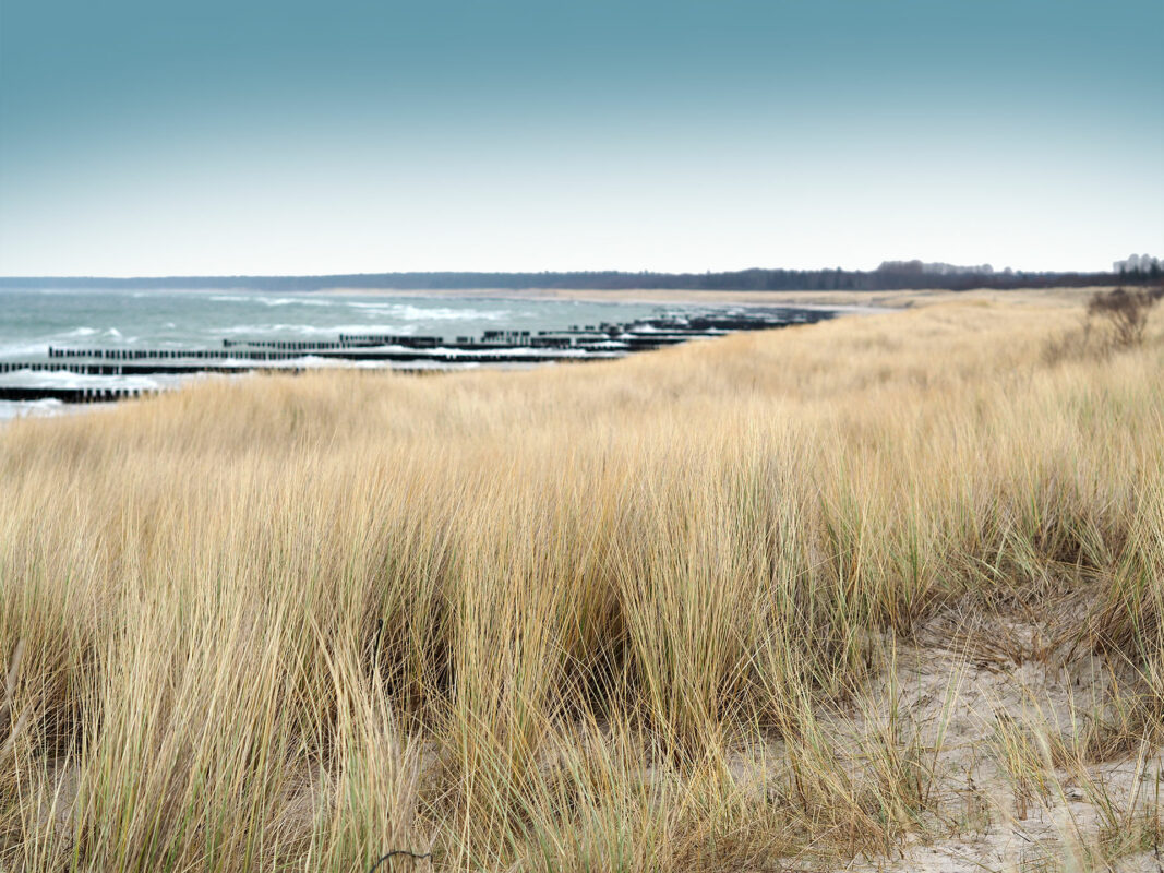 Dünen mit Schilf und Sand am Ostsee Strand