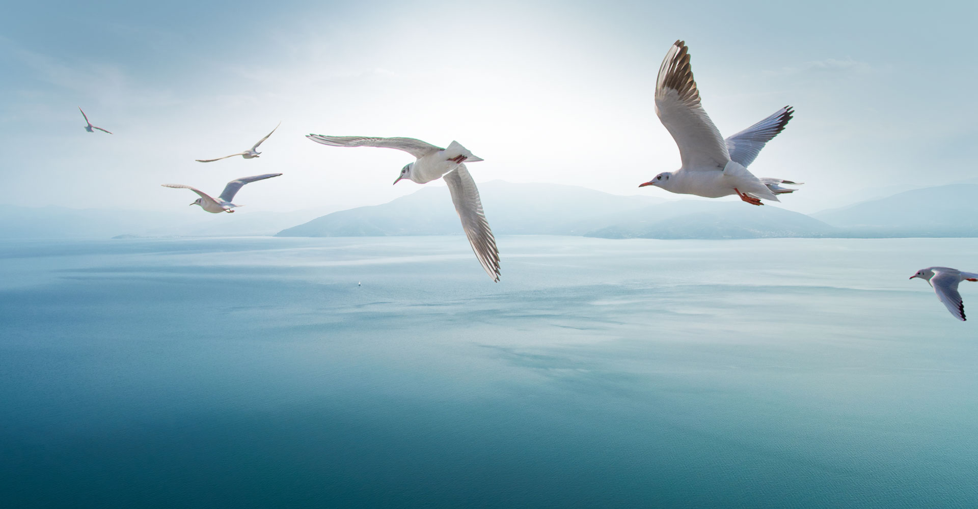 Möwen segeln übers Meer